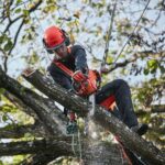 Motosierra de poda a batería Husqvarna T535i XP - Imagen 4