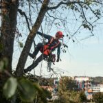 Motosierra de poda a batería Husqvarna T535i XP - Imagen 5