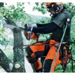 Motosierra de poda a gasolina Husqvarna T540XP II - Imagen 2